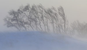 OSTRZEŻENIE METEOROLOGICZNE- SILNY WIATR!