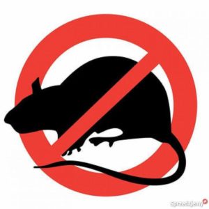 OBWIESZCZENIE BURMISTRZA OPALENICY- OBOWIĄZKOWA DERATYZACJA