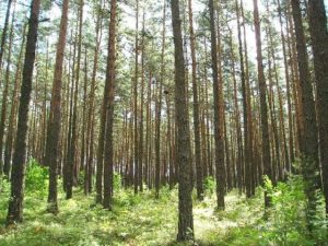 ODWOŁANIE ZAKAZU WSTĘPU DO LASU