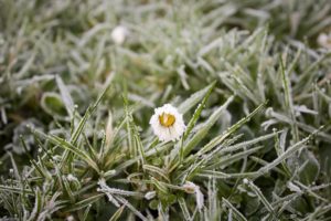 OSTRZEŻENIE METEOROLOGICZNE- PRZYMROZKI