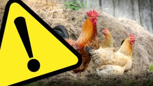 Rozporządzenie Wojewody Wielkopolskiego w sprawie zwalczania rzekomego pomoru drobiu (ND)