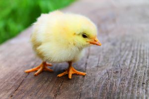 Komunikat Powiatowego Lekarza Weterynarii
